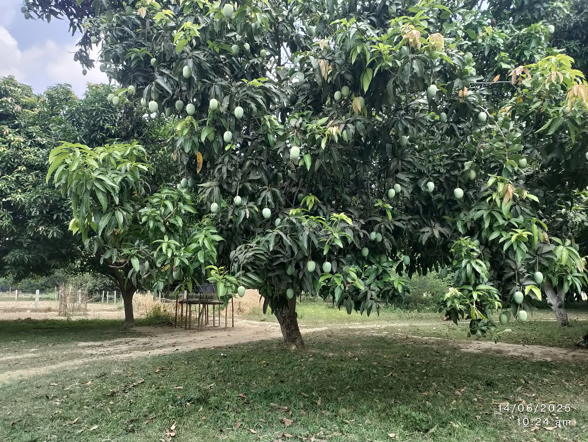 Mango orchard in a Bihar village