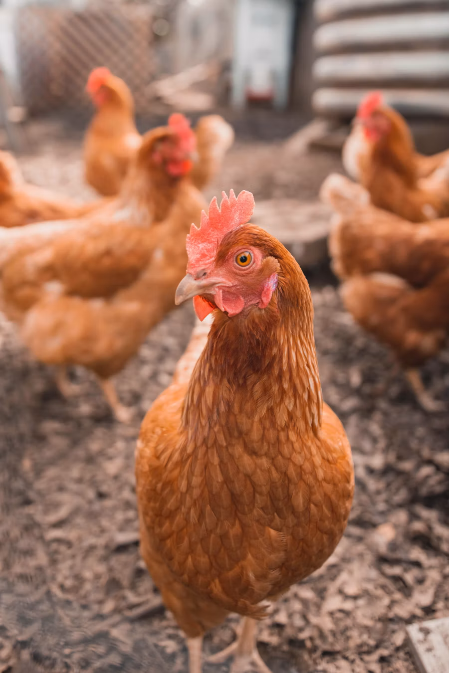 Poultry in rotational paddock