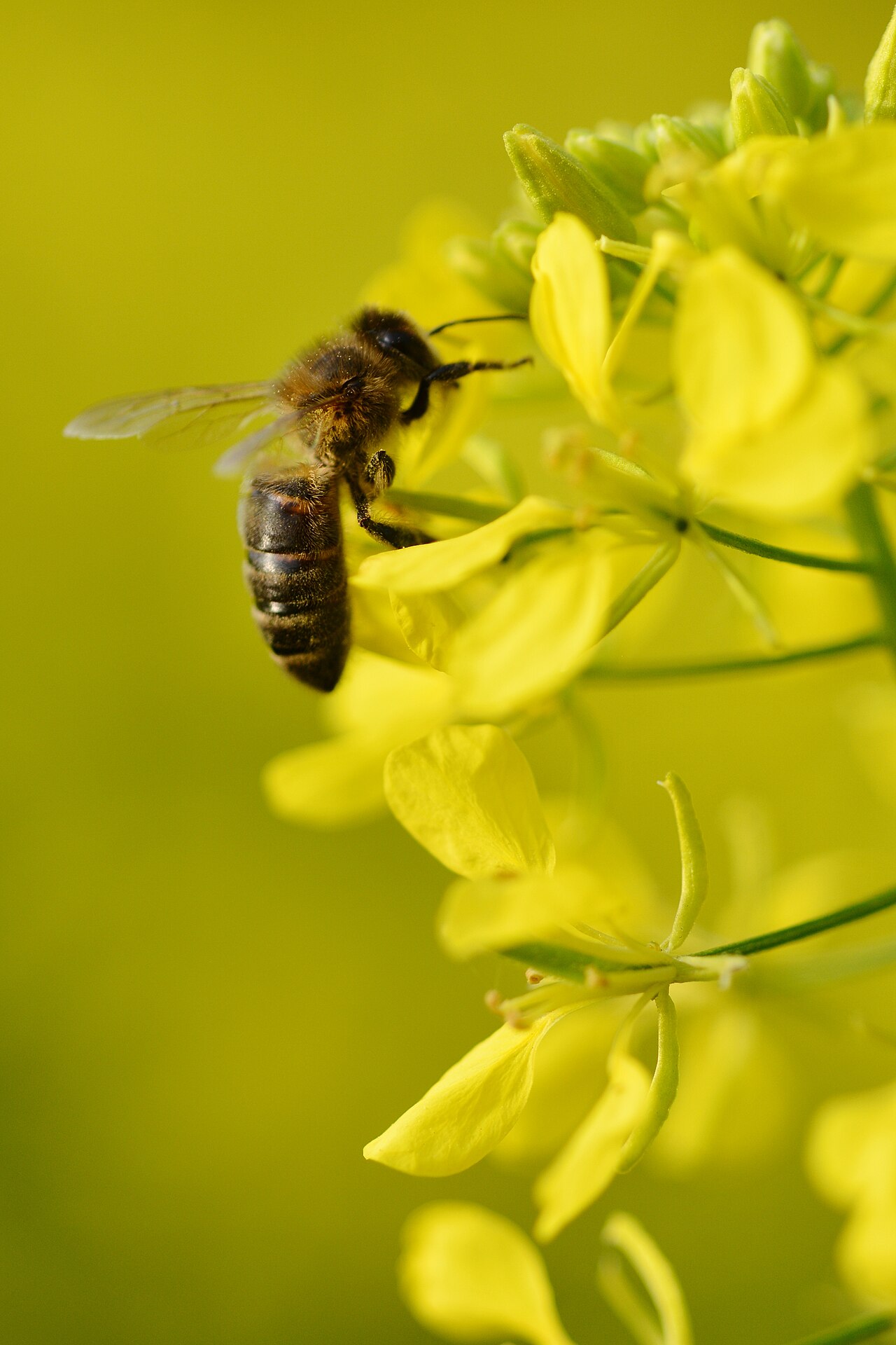 Bee on mustard flower