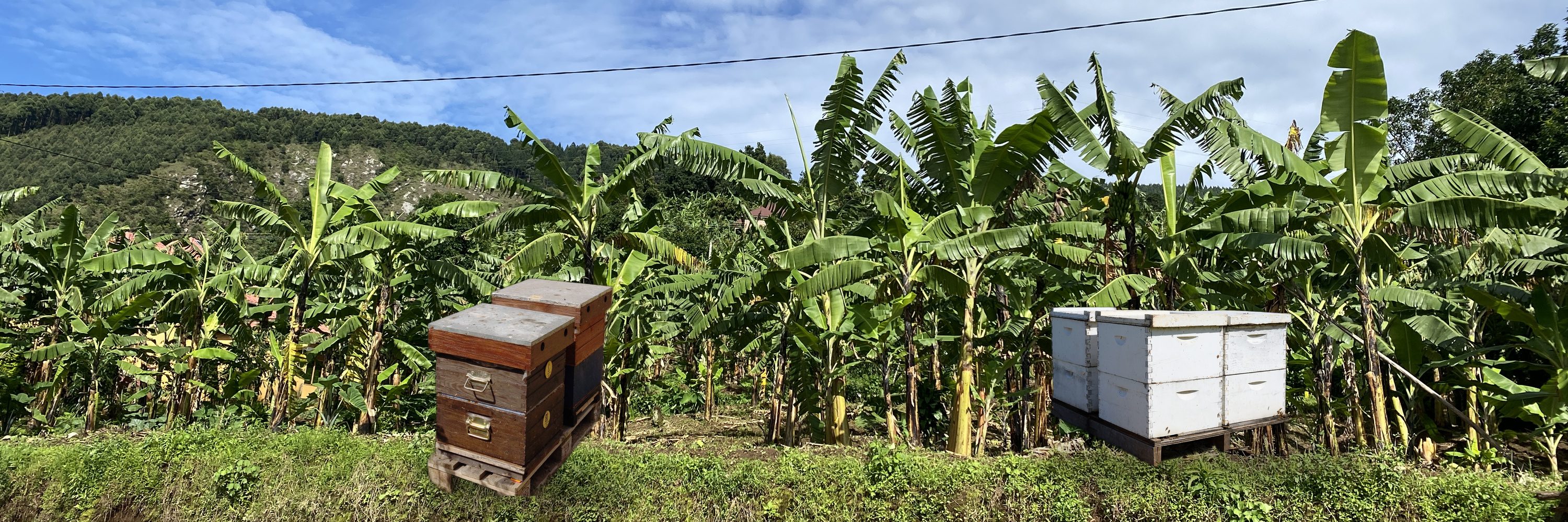 Ripe mangoes hanging on the tree
