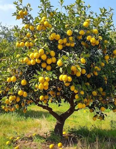 Kagzi lemon, in hand